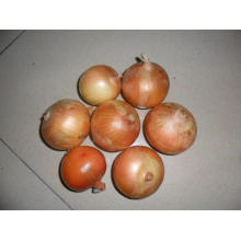 4-7cm New Crop Yellow Onion